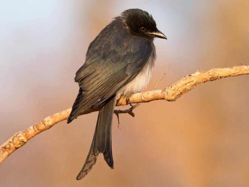 White-bellied Drongo, Photos 3