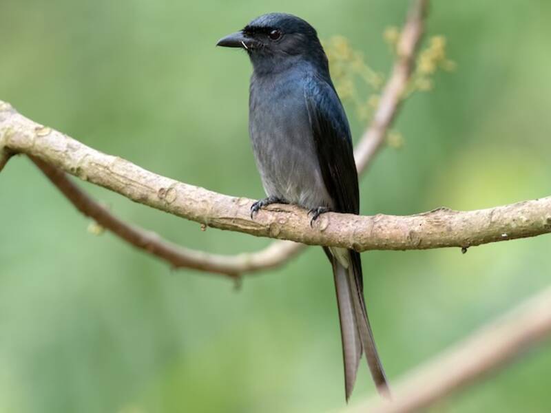 White-bellied Drongo, Photos 4