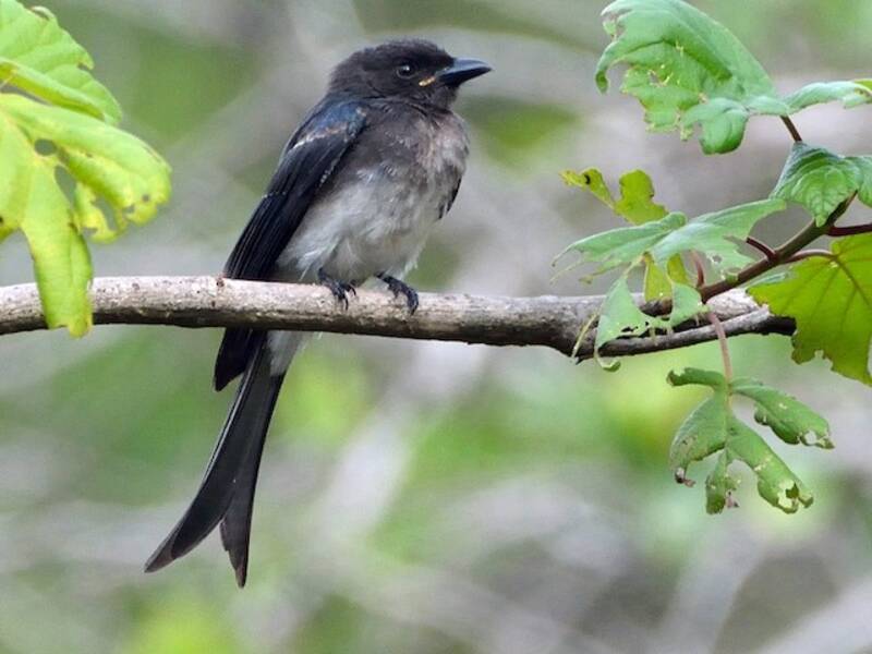 Drongo à ventre blanc