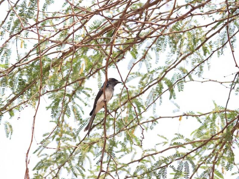 White-bellied Drongo, Photos 2