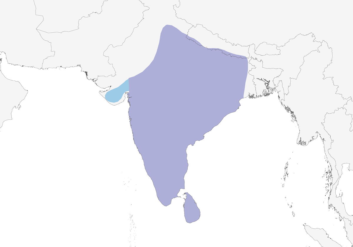 White-bellied Drongo, Distribution 1