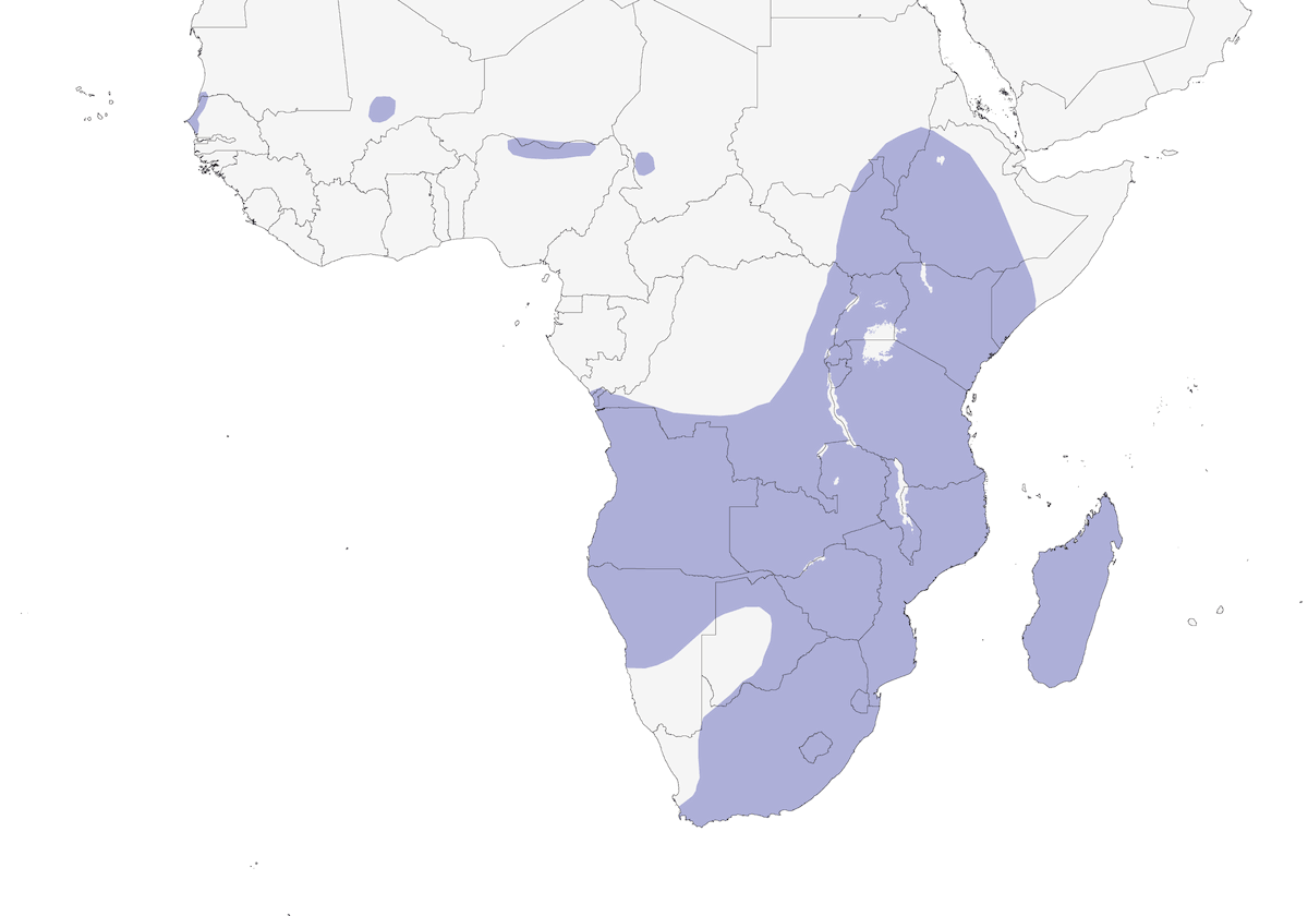 Anatra dorsobianco, Distribuzione 1