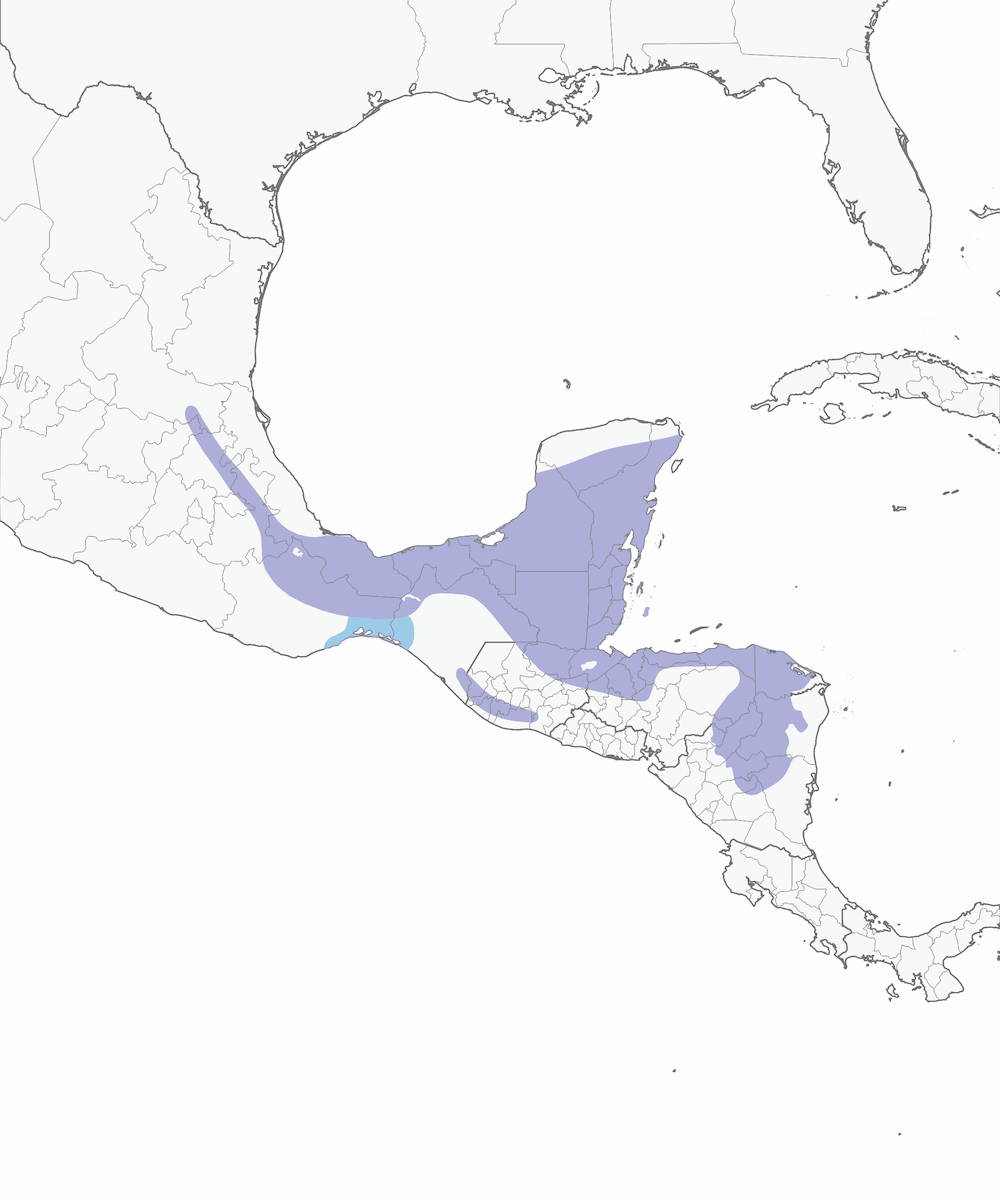 Smeraldo dal ventre bianco, Distribuzione 1