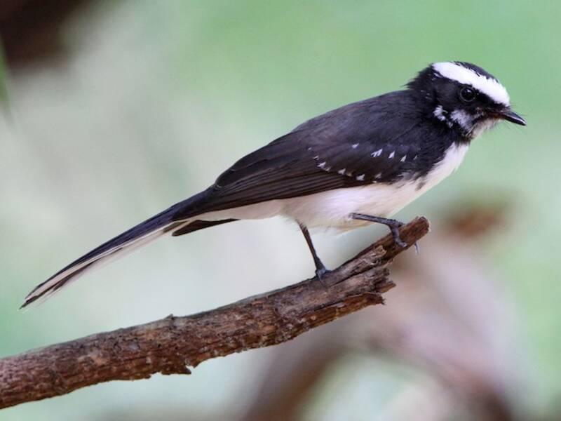 White-browed Fantail, Photos 3