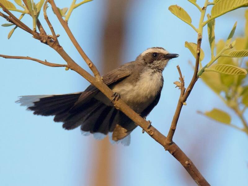 White-browed Fantail, Photos 2