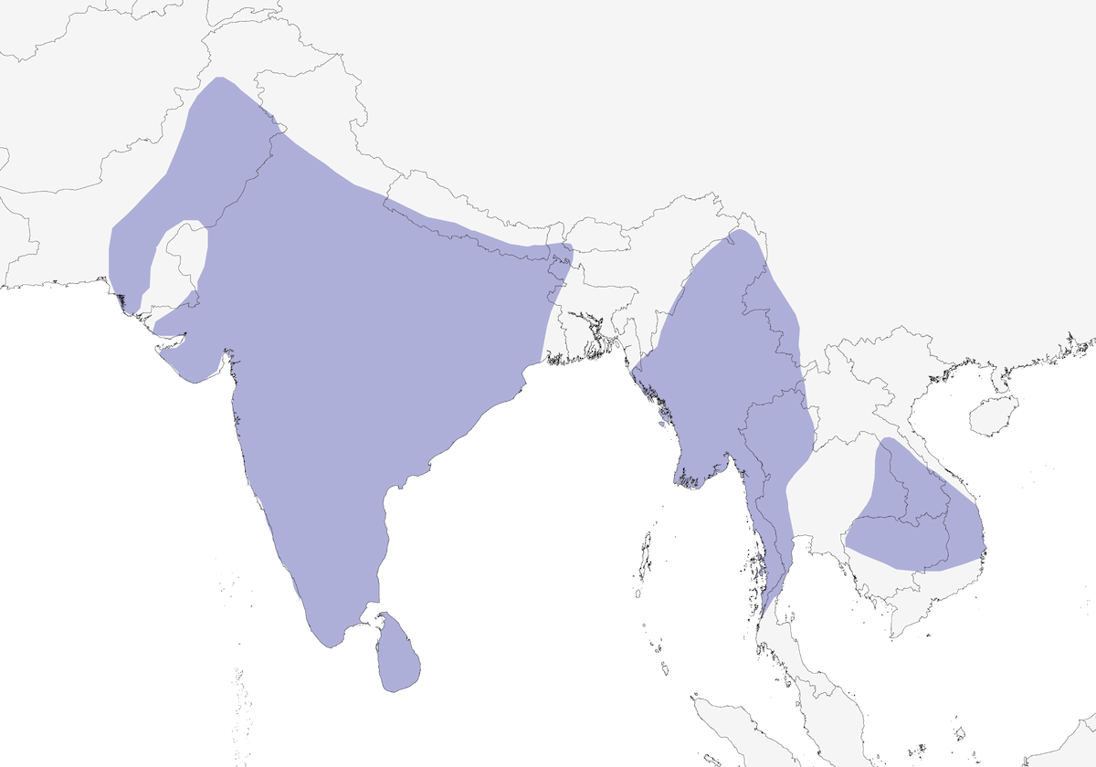 White-browed Fantail, Distribution 1