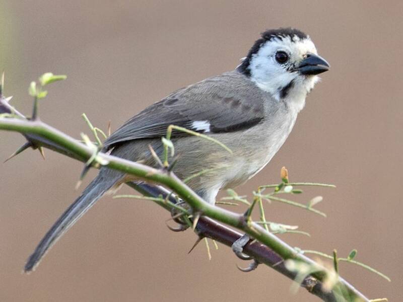 Saltator de cabeza blanca, Fotos 3