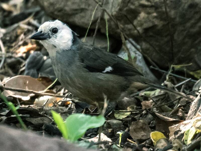 Saltator de cabeza blanca, Fotos 4