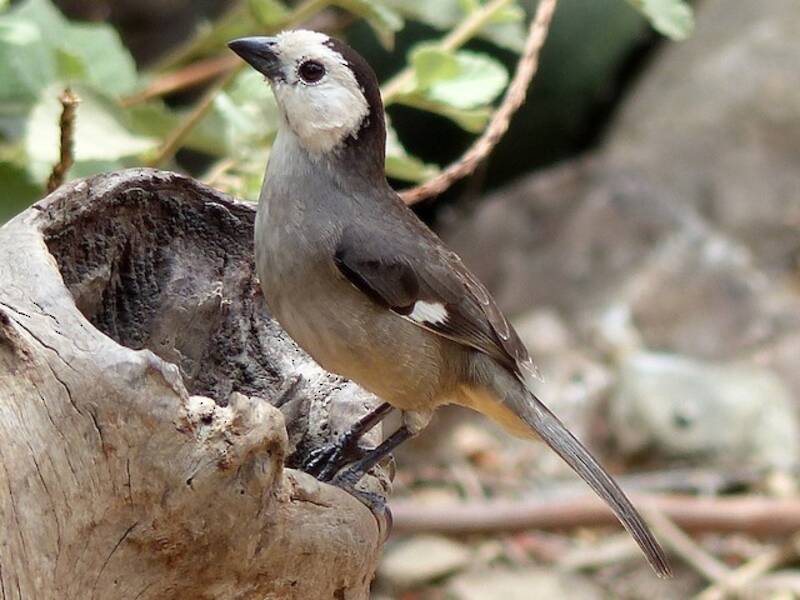 White-headed Brushfinch