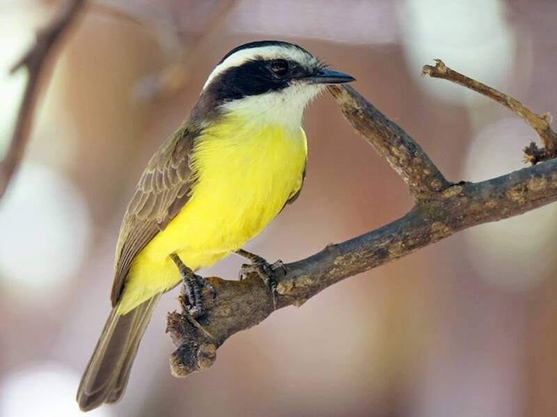 White-bearded Flycatcher, Photos 4