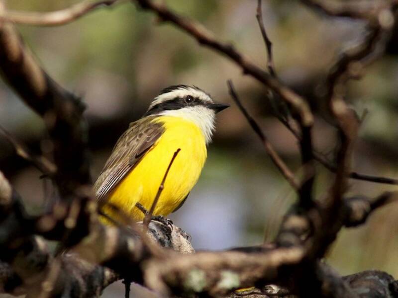 White-bearded Flycatcher, Photos 2