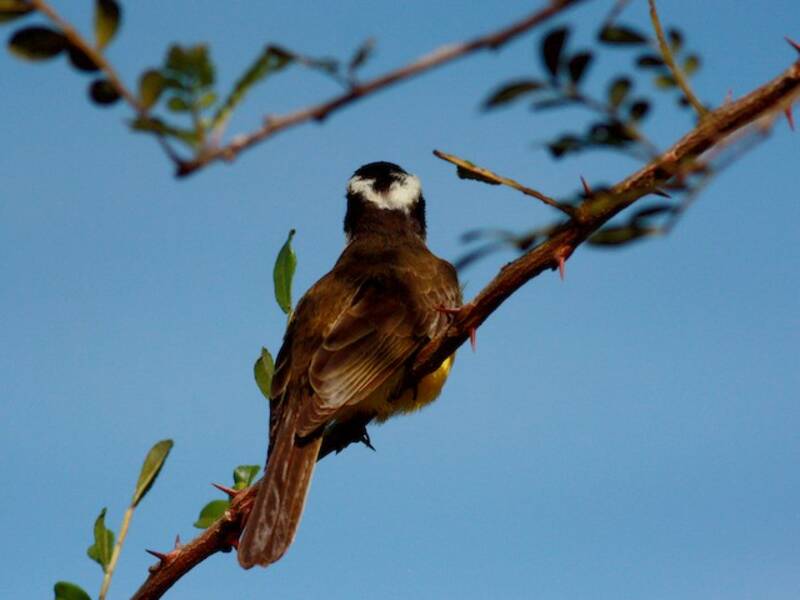 White-bearded Flycatcher, Photos 3