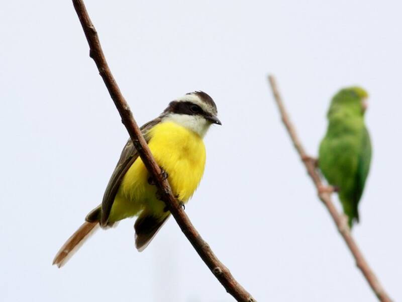 White-bearded Flycatcher, Phelpsia inornata