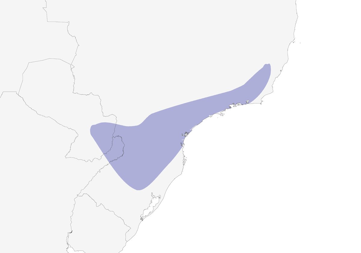 Limpiahojas Cejiblanco, Distribución 1