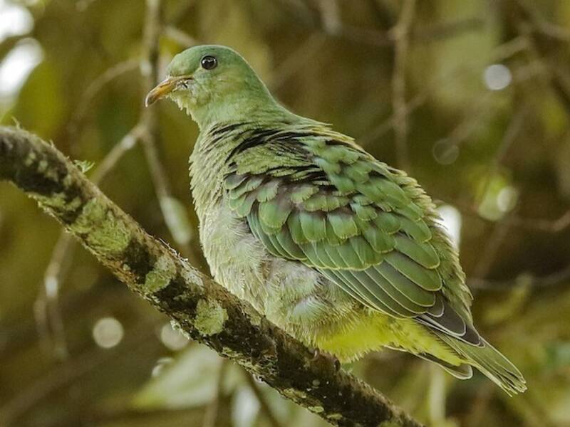 Tilopo pechiblanco