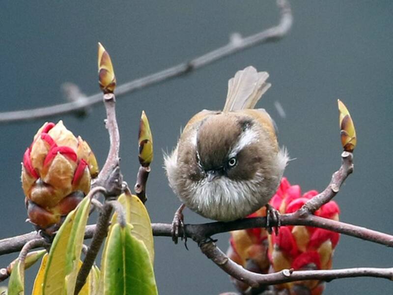 Weißbrauen-Fulvetta, Fotos 2