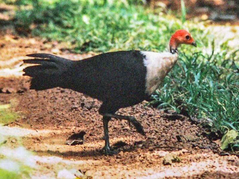 White-breasted Guineafowl, Photos 2