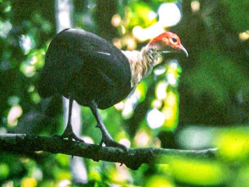 White-breasted Guineafowl, Photos 3