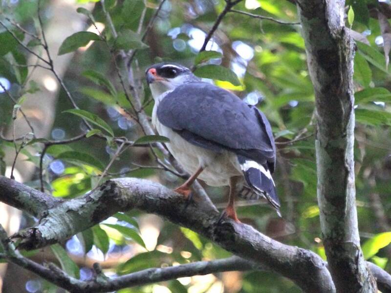 Falco dalle sopracciglia bianche, Foto 3