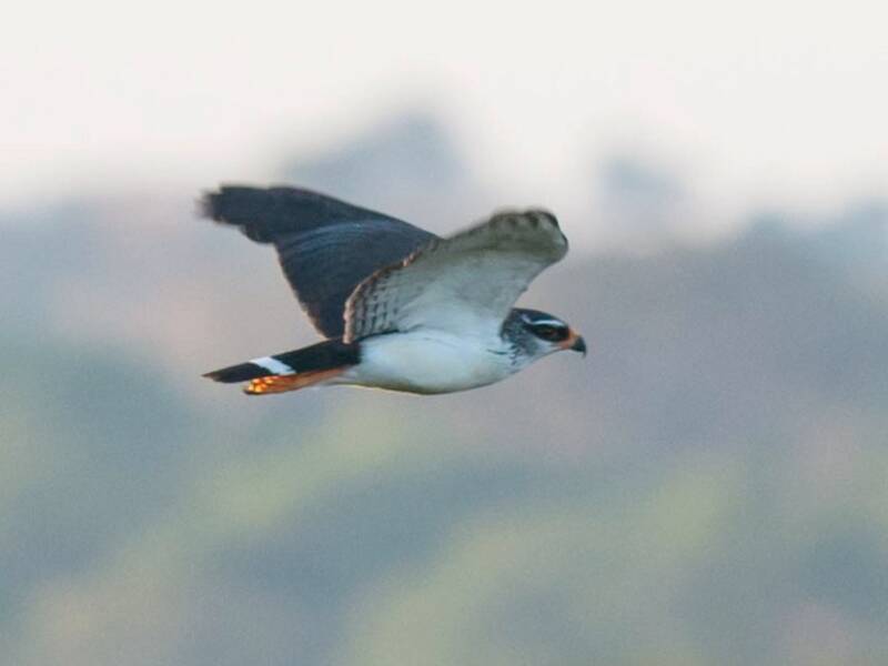 Falco dalle sopracciglia bianche, Foto 4