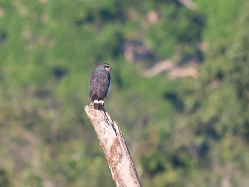 Falco dalle sopracciglia bianche - Leucopternis kuhli