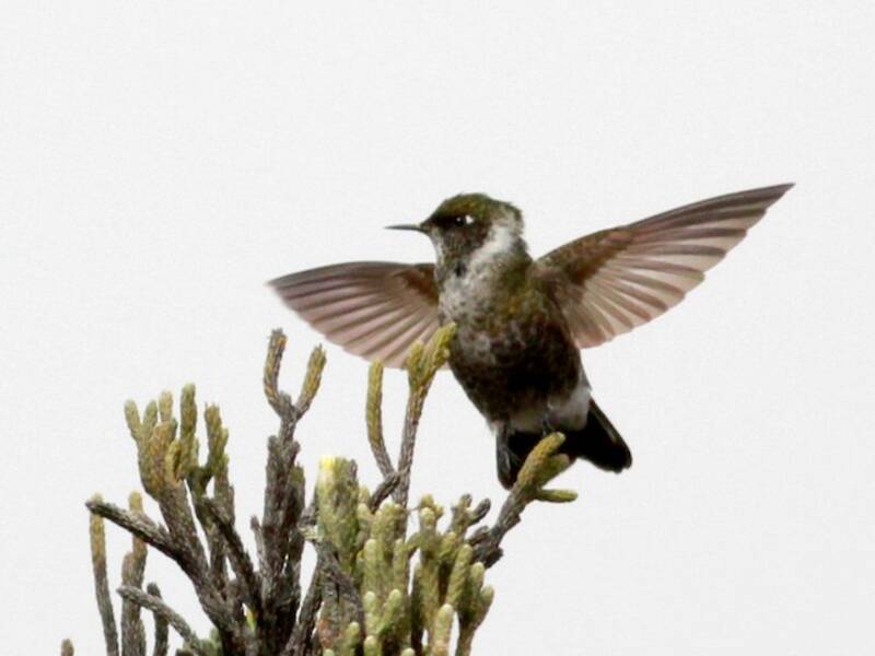 Colibri casqué barbu, Photos 4
