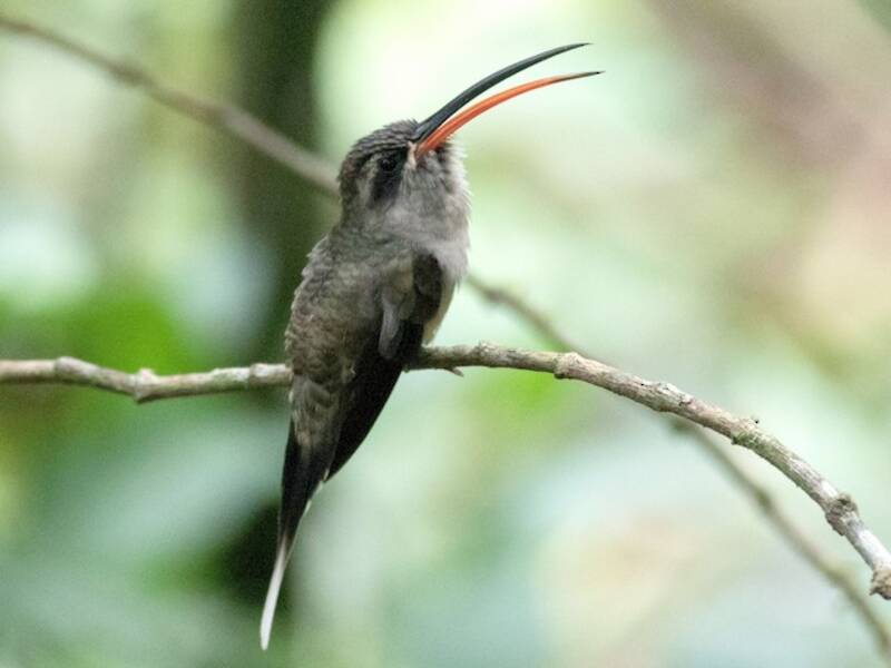 White-bearded Hermit, Photos 3