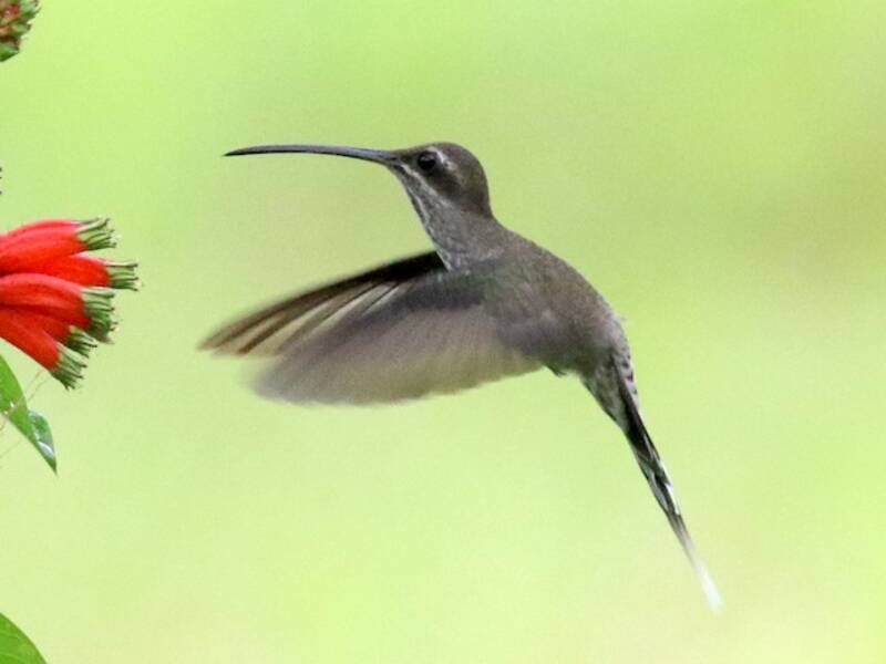 White-bearded Hermit, Photos 2