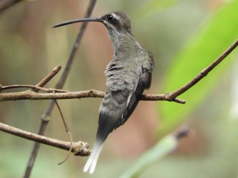 White-bearded Hermit