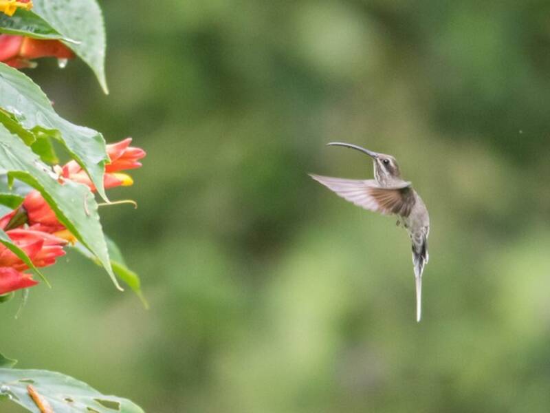 White-bearded Hermit, Photos 4