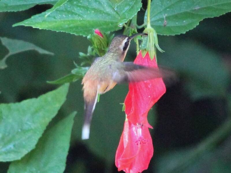 Weissbrauen-Schattenkolibri, Fotos 2