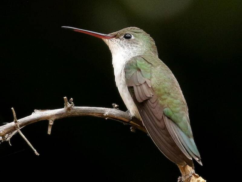 Colibrì dal ventre bianco, Foto 3
