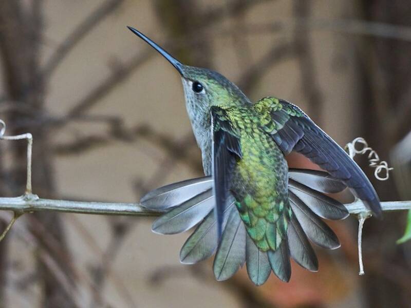 Colibrì dal ventre bianco, Foto 4