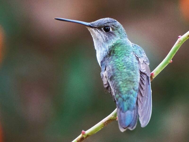 White-bellied Hummingbird