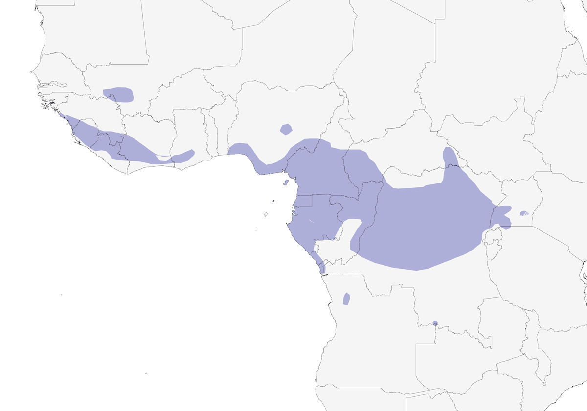 Martín pescador ventriblanco, Distribución 1
