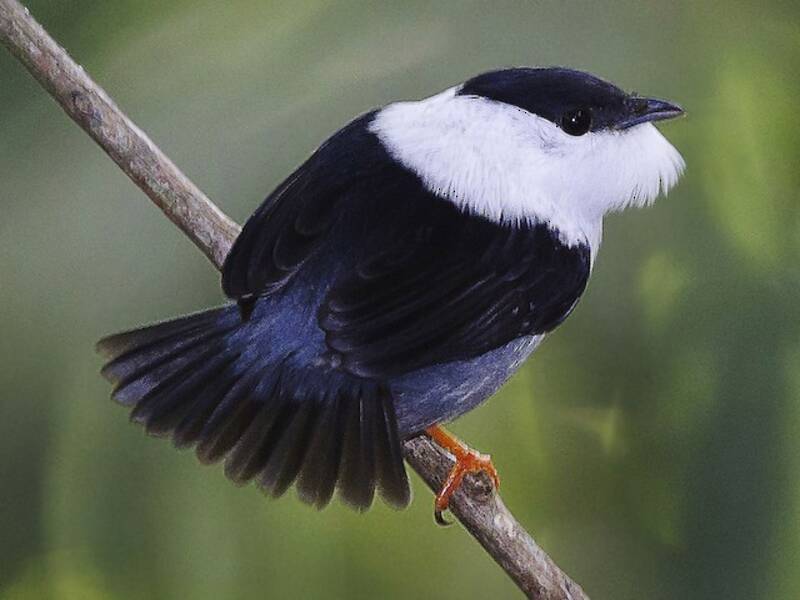 Weißbart-Manakin