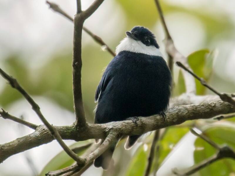 Weißlätzchen-Manakin, Fotos 3