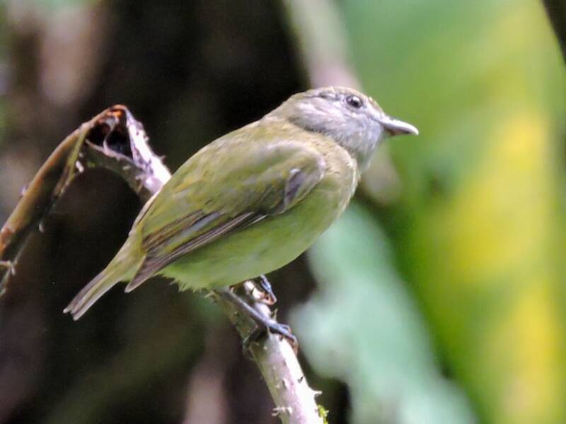 Weißlätzchen-Manakin, Fotos 2