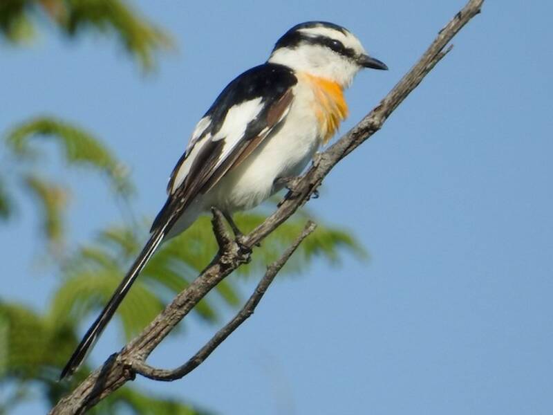 Jerdon's Minivet, Photos 2