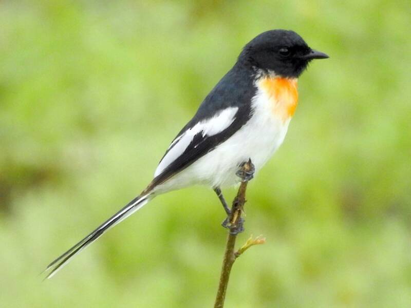 Minivet dal ventre bianco, Foto 2