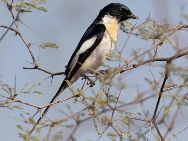Weißbauch-Minivet