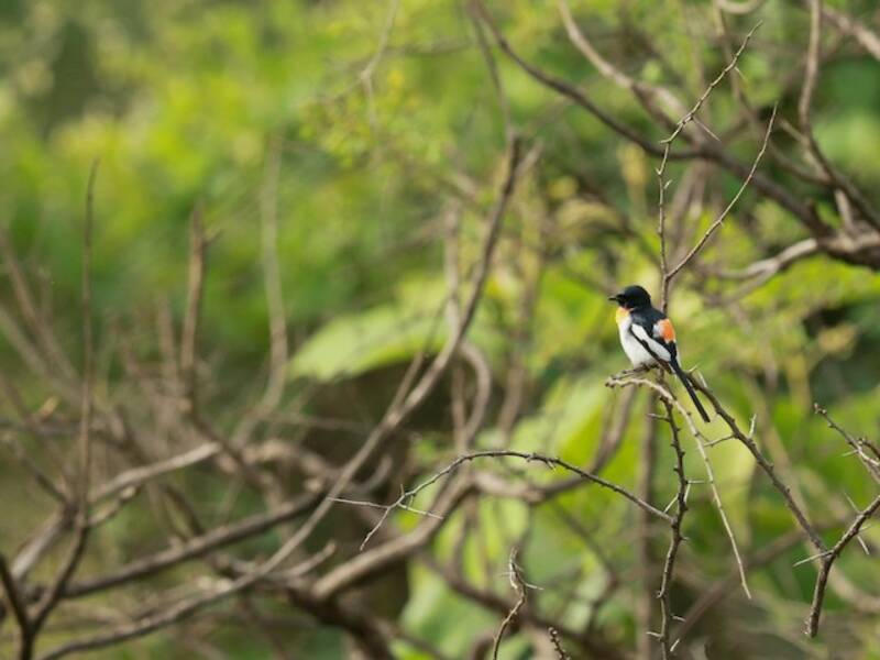 Minivet dal ventre bianco, Foto 3