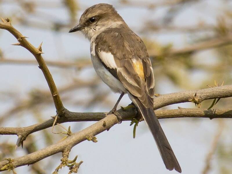 Minivet dal ventre bianco, Foto 4