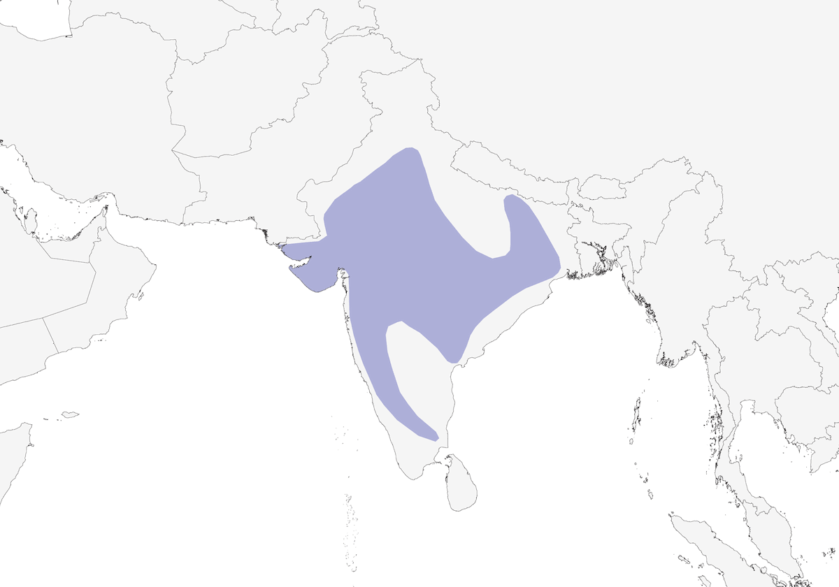 Minivet dal ventre bianco, Distribuzione 1