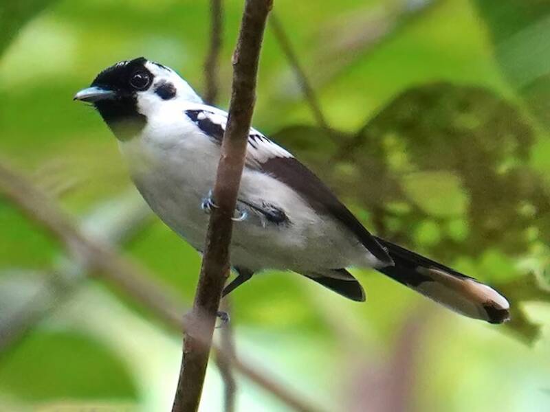 Mussau Monarch