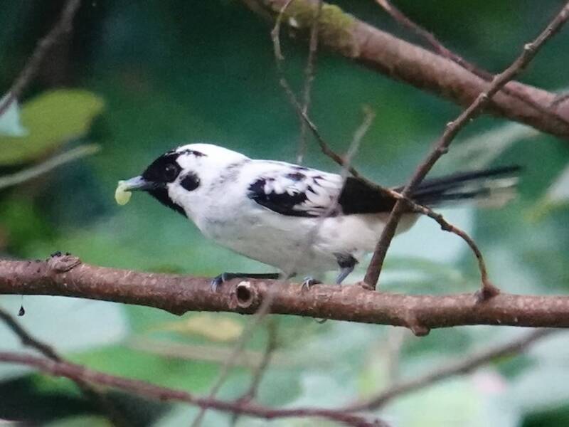 Mussau Monarch, 照片 4