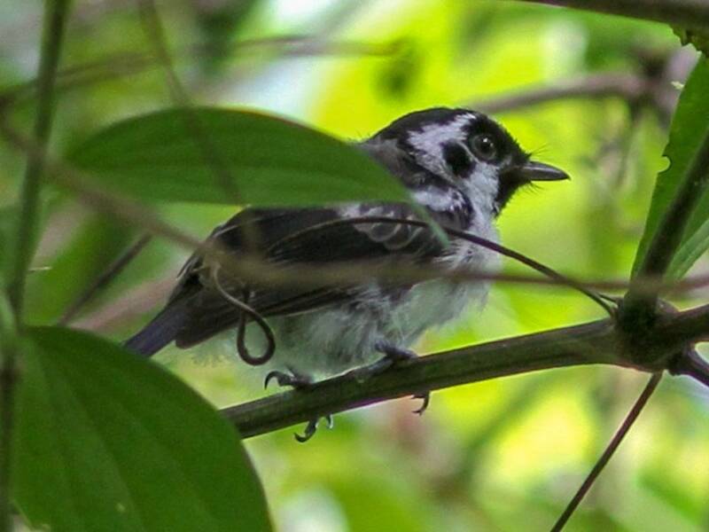 Mussau Monarch, 照片 3