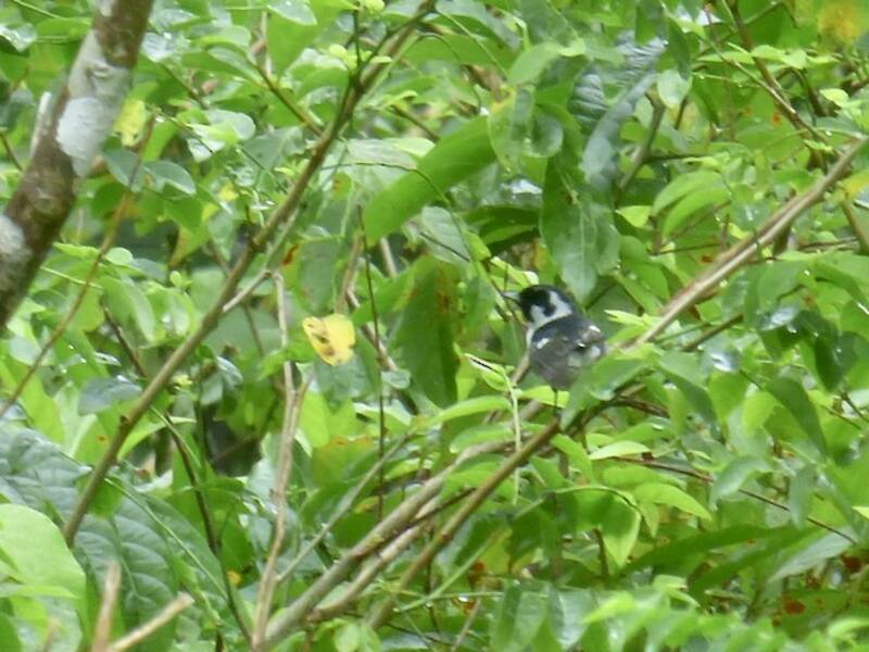 Mussau Monarch, 照片 2