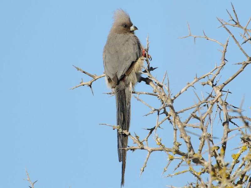 Pájaro Ratón Dorsiblanco, Fotos 3