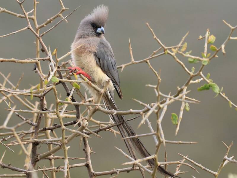 Pájaro Ratón Dorsiblanco, Fotos 2